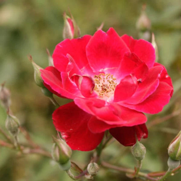 Organic Red Rose Flowers Petals Flowers Harbal Tea -100% Natural Premium Quality