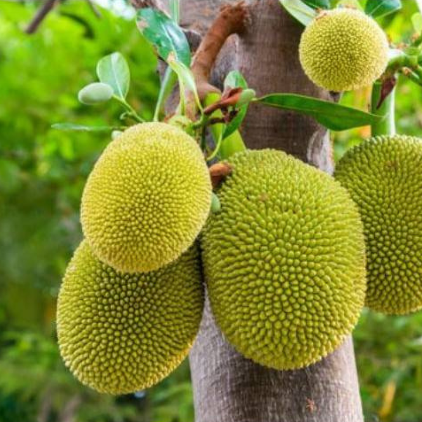 Organic Dried Jackfruit - 100% Pure Natural Premium Quality! - 100g