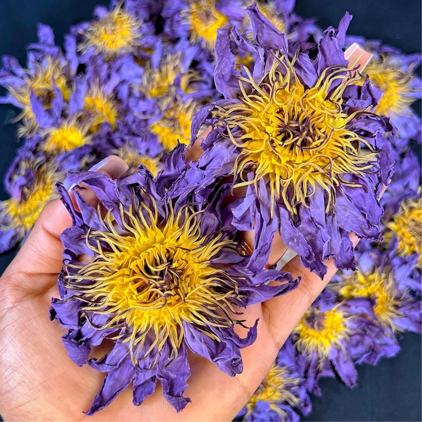 Organic Blue Lotus Flower Harbal Tea - 100% Natural Pure Premium Quality!