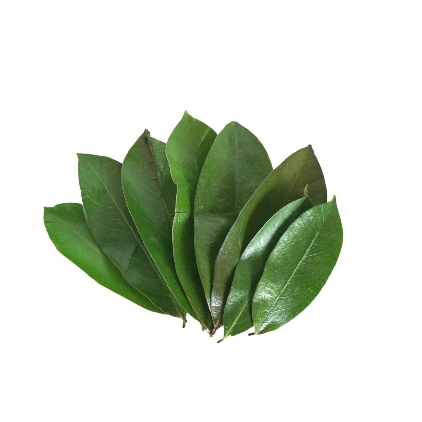 25 - 300 Dried Soursop Leaves Healthy leaf Organic Pure Grade A Quality Leaves