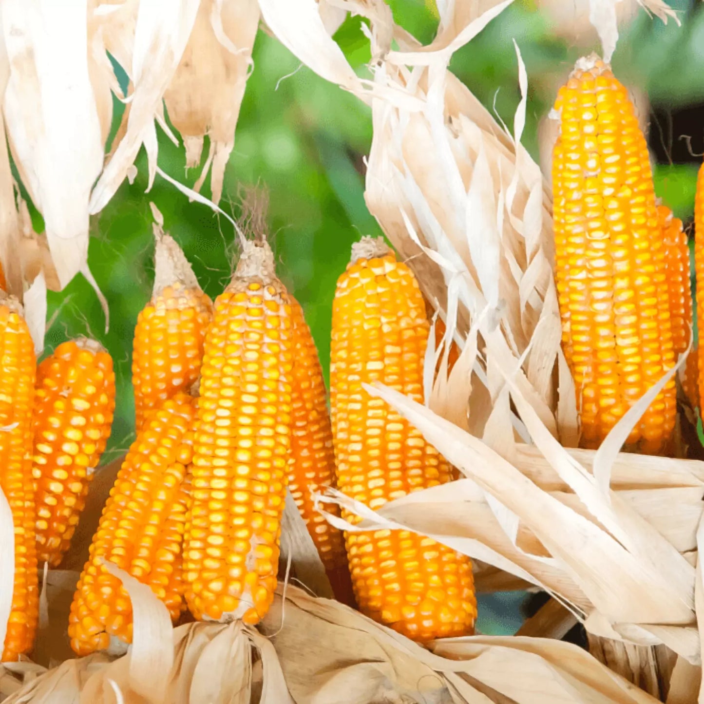 Organic Yellow Popcorn – Non-GMO, Whole, Vegan - 100% Natural Premium Quality!