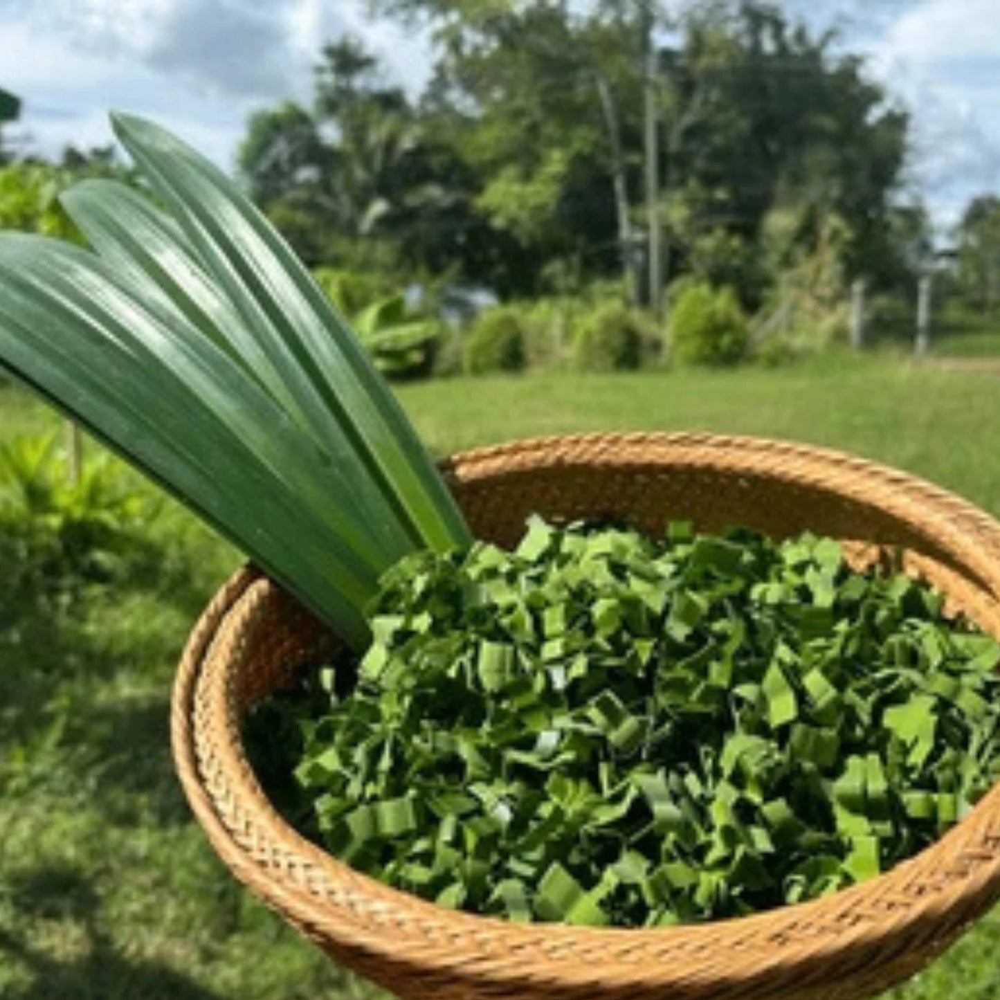 Organic pandan Leaf Harbal Tea- 100% Natural Pure Premium Quality!